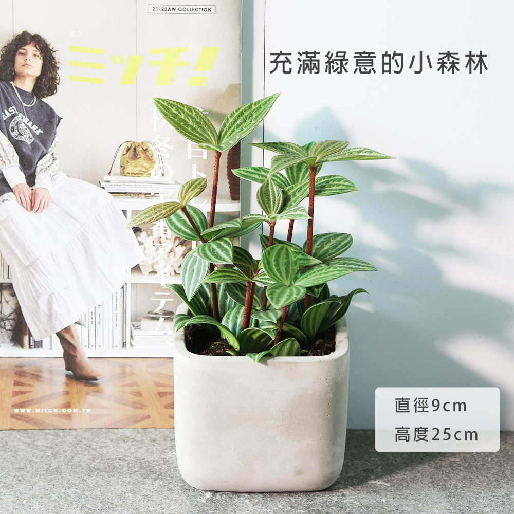 白脈椒草| 兒童、 寵物安全 | 多葉蘭 | 弦月椒草 | 室內植物