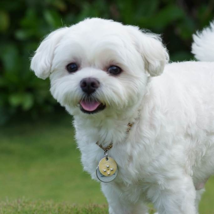 CatanDog's 除蚤吊墜 效期兩年（美容護理）