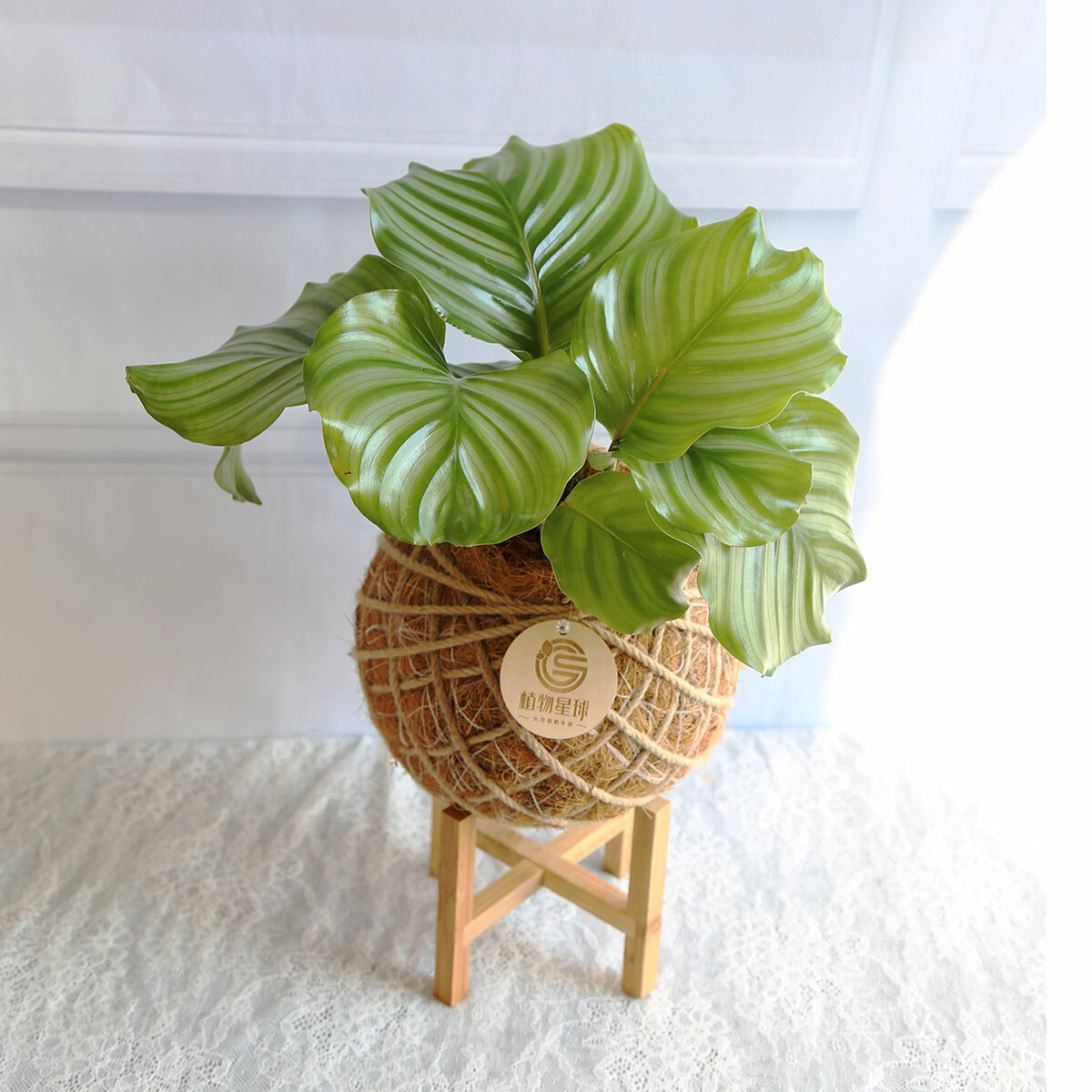 PD28｜青蘋果竹芋大苔球