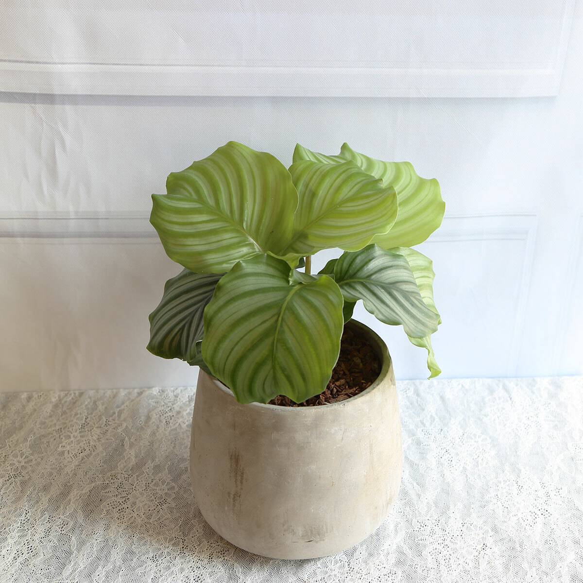 PD101｜青蘋果竹芋水泥盆