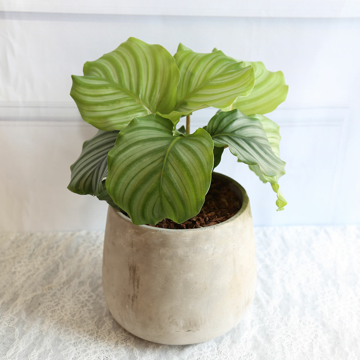 PD101｜青蘋果竹芋水泥盆