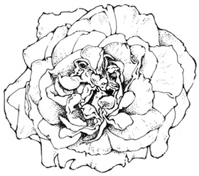 大馬士革玫瑰原精