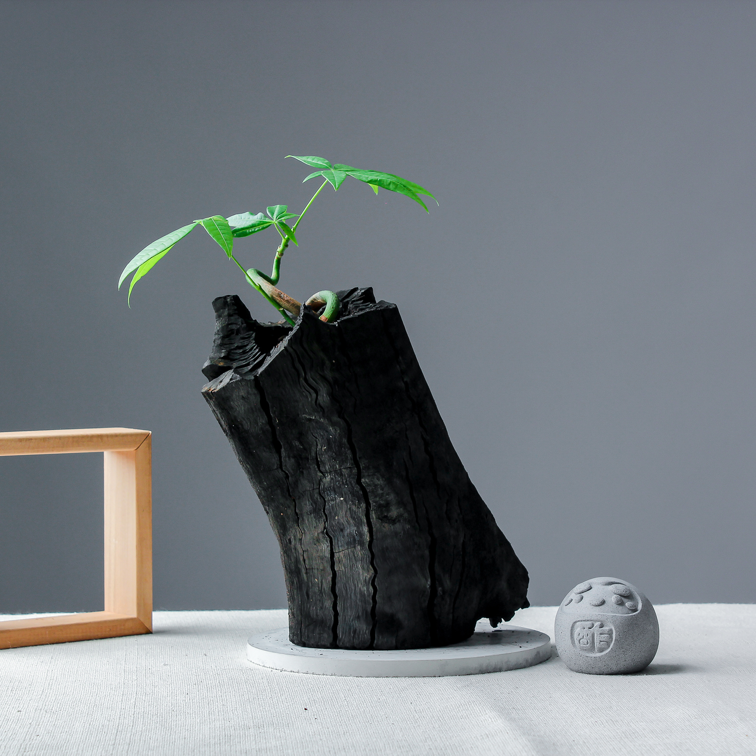 藝術炭盆栽－馬拉巴栗［343］/調濕/消臭/美化/家飾/淨化空氣(含運)