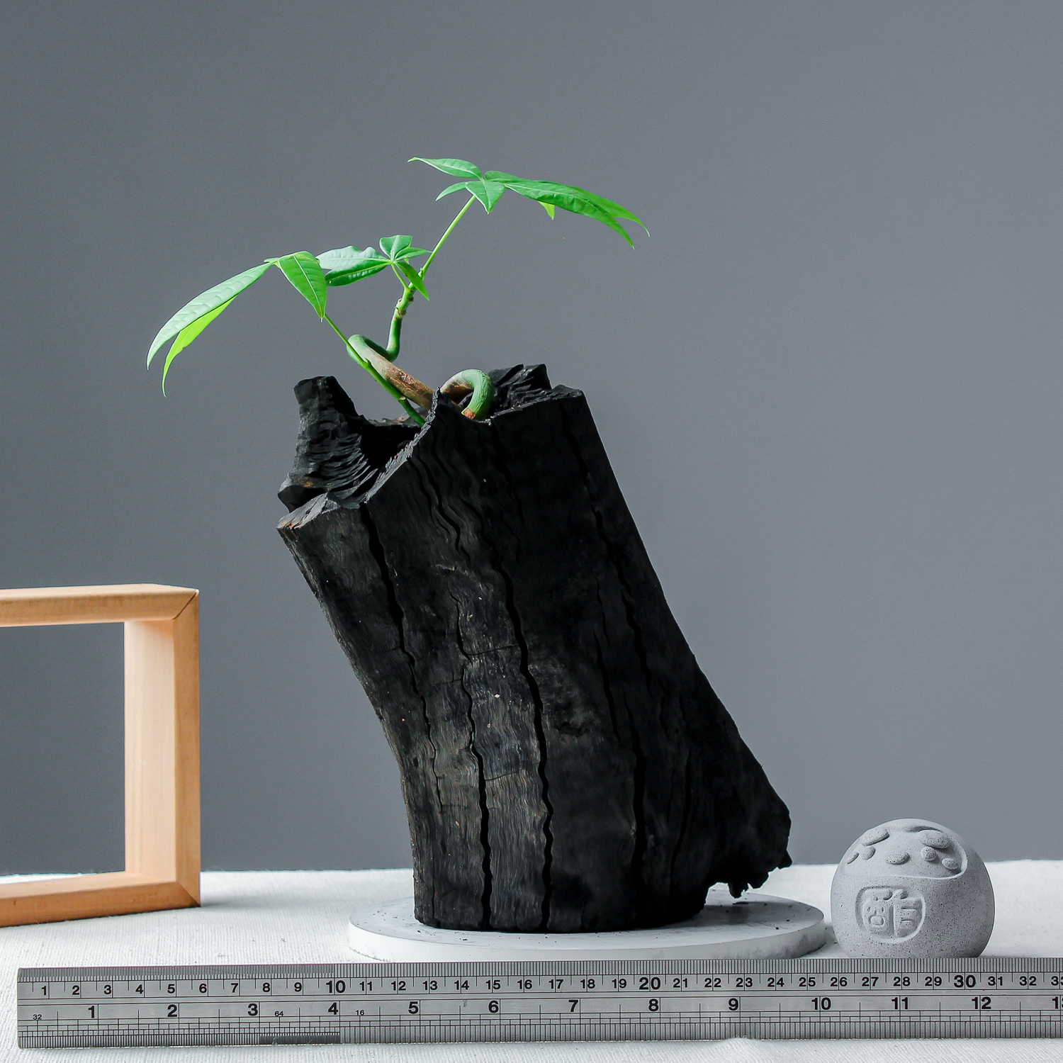 藝術炭盆栽－馬拉巴栗［343］/調濕/消臭/美化/家飾/淨化空氣(含運)