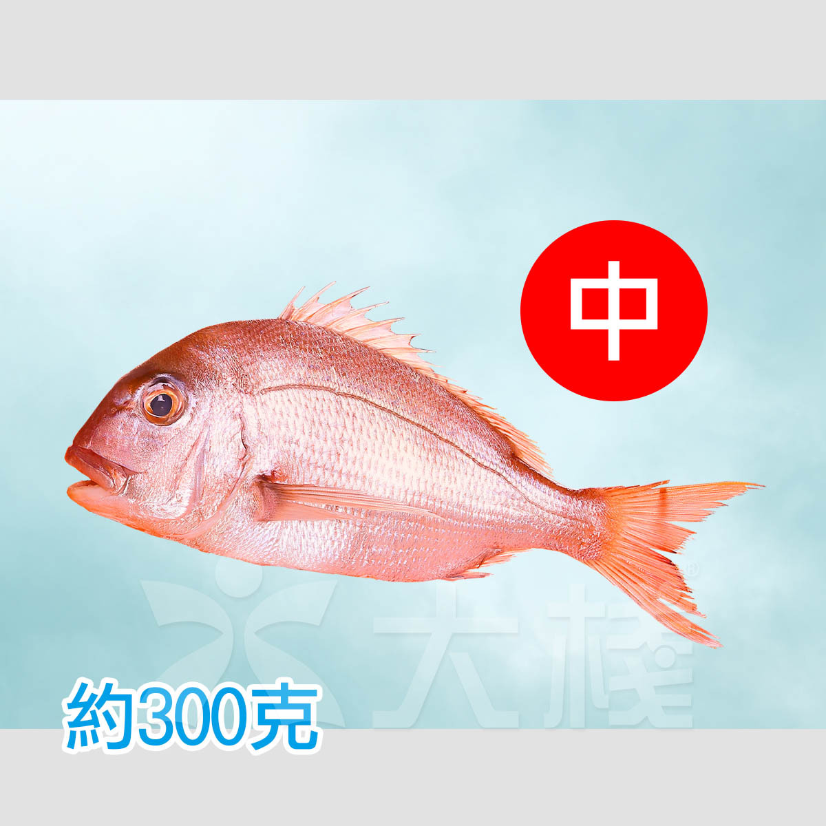 細胞活存速凍- 刺身級 野生 真鯛(中) 約 300-380克