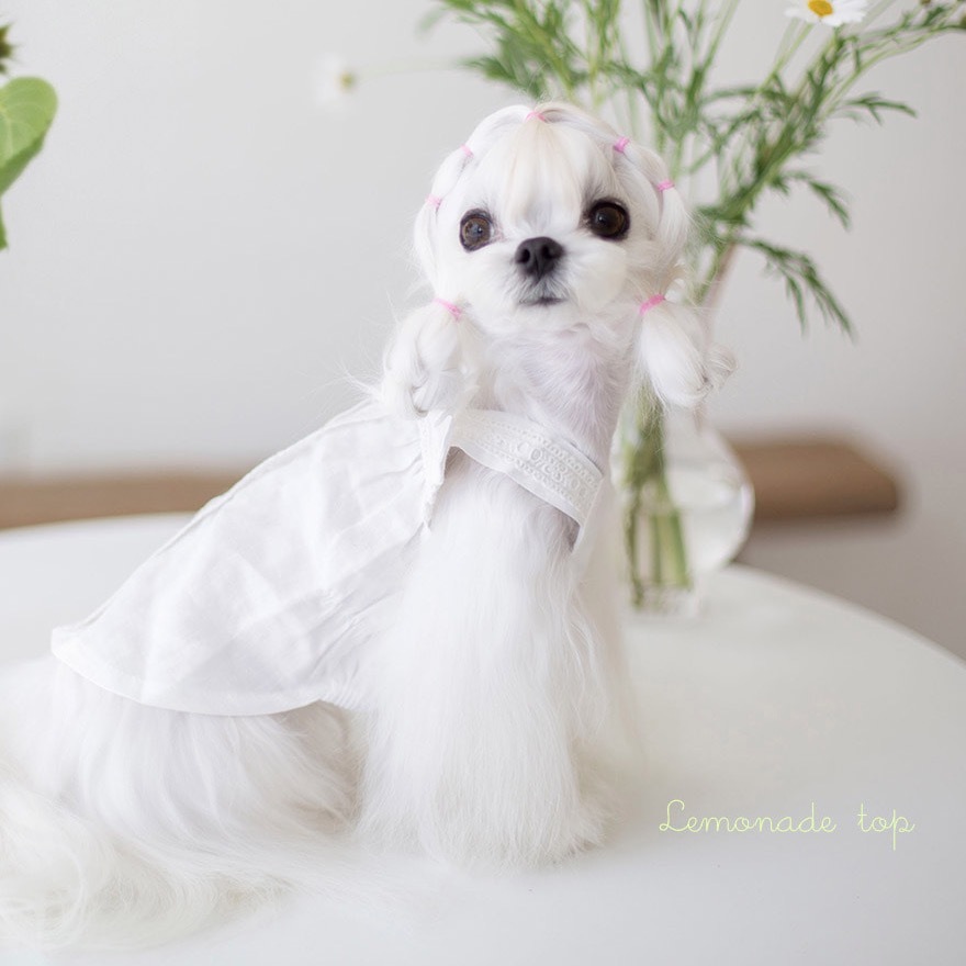 OPAAAP 檸檬水蕾絲上衣 （白色）