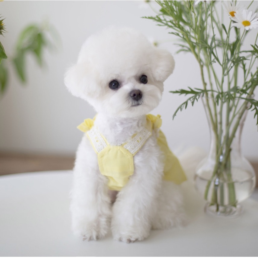 OPAAAP 檸檬水蕾絲上衣 （檸檬黃）