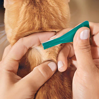 Frontline Plus 貓用滅蚤滴劑