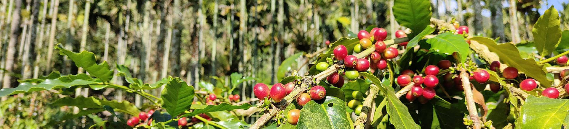 台灣咖啡中古坑咖啡與阿里山咖啡莊園的樣貌