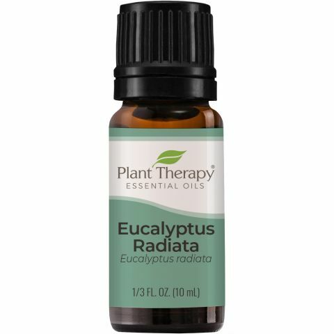 Plant Therapy 澳洲尤加利 Eucalyptus Radiata 精油- 10ml