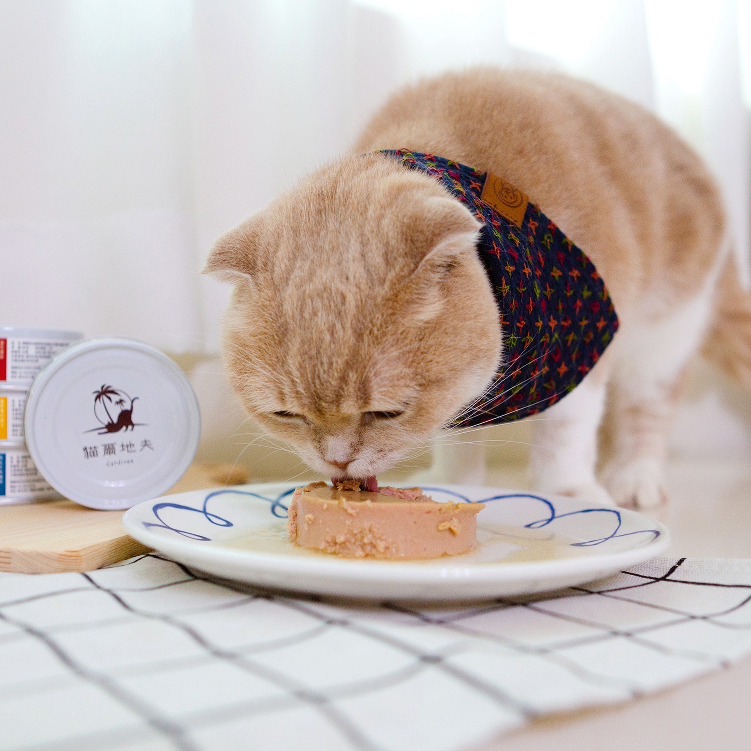 貓爾地夫名人開箱