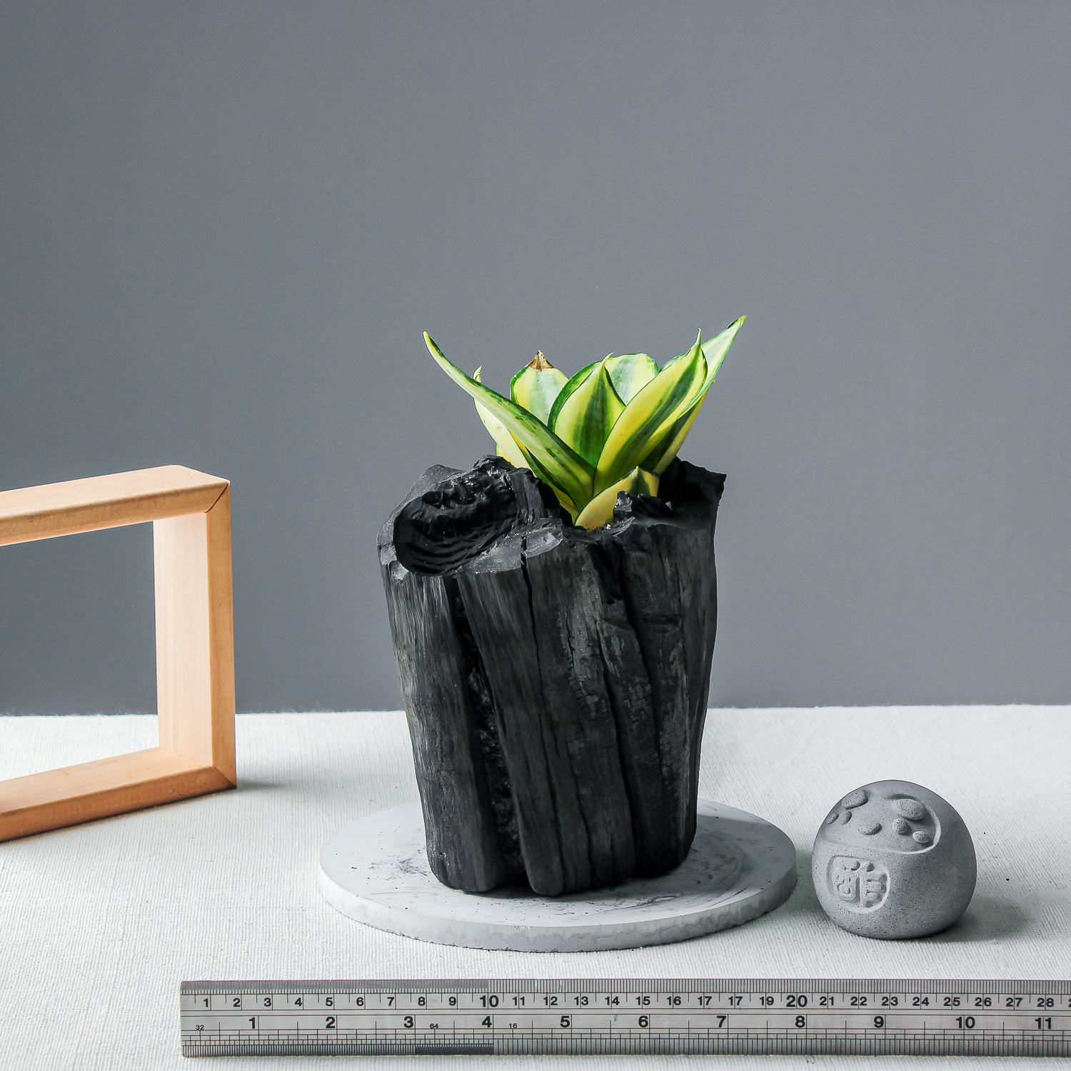 藝術炭盆栽－虎尾蘭［348］/調濕/消臭/美化/家飾/淨化空氣(含運)
