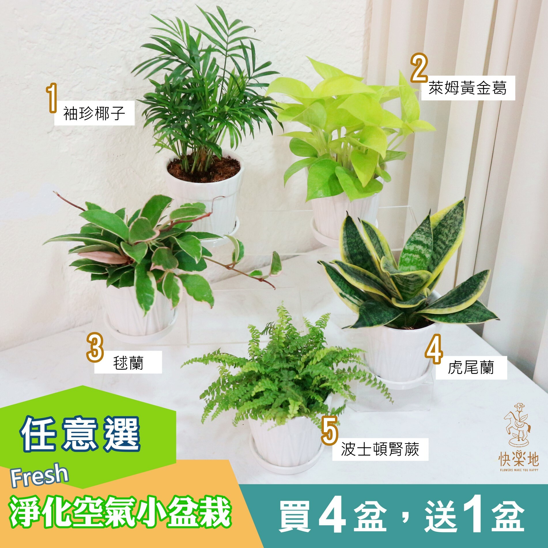 空氣清淨小品 I 波士頓腎蕨  GP210501