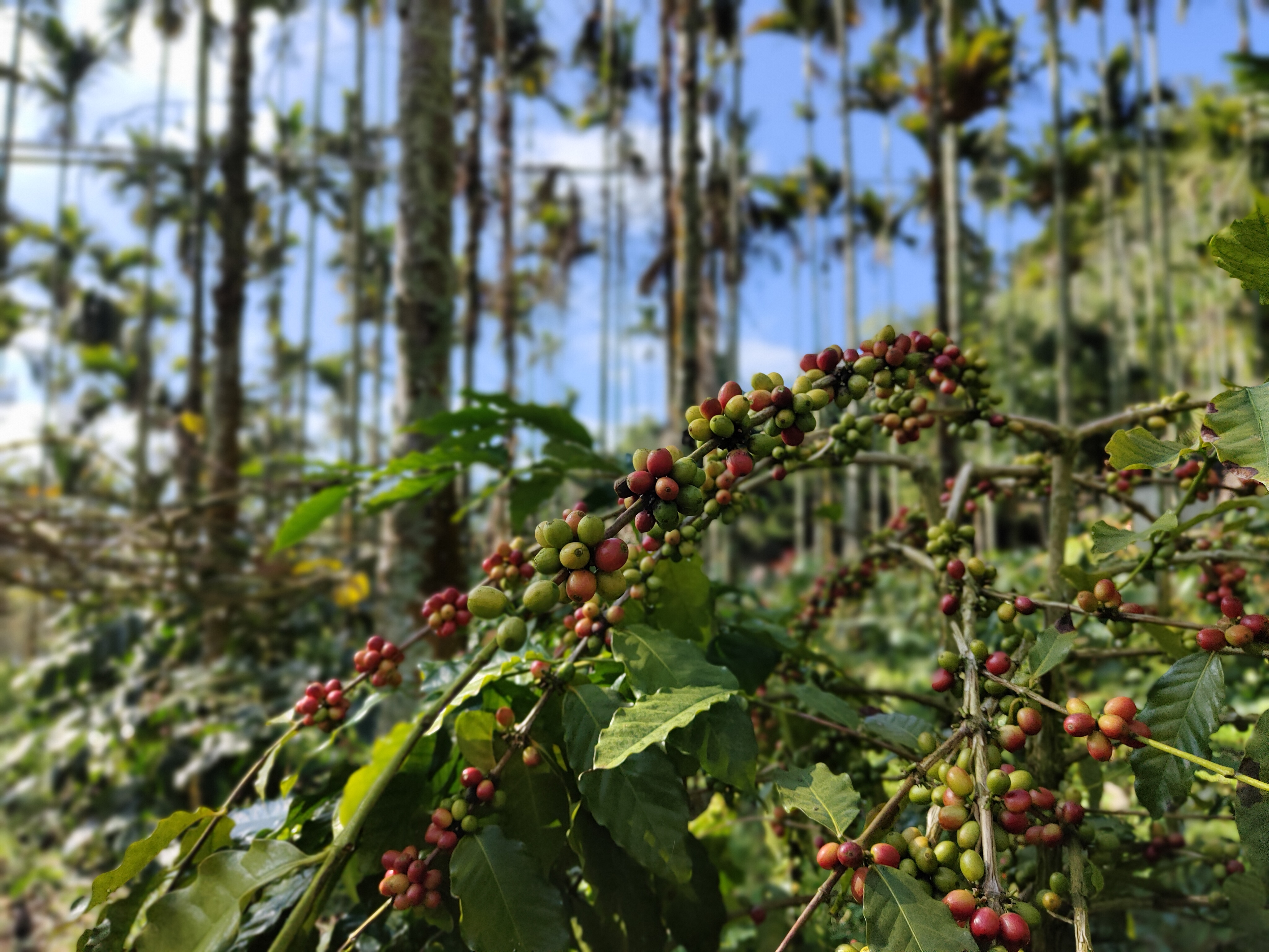 古坑咖啡種植於華山檳榔樹、高大植被樹下