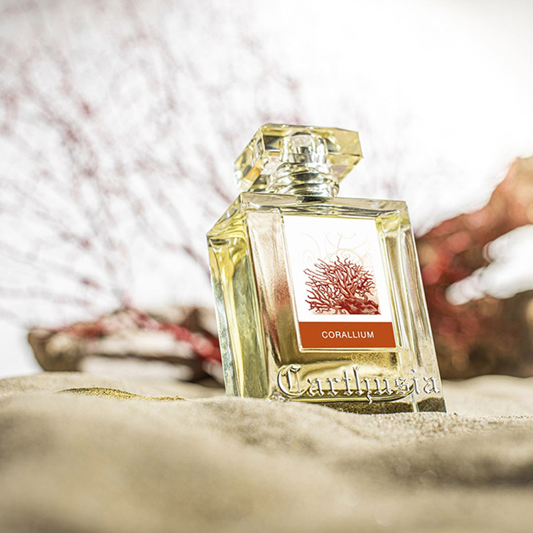 Carthusia – Corallium