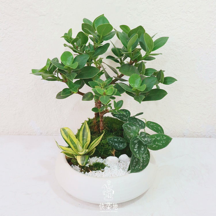 綠意風華 I 書帶木  GP190302