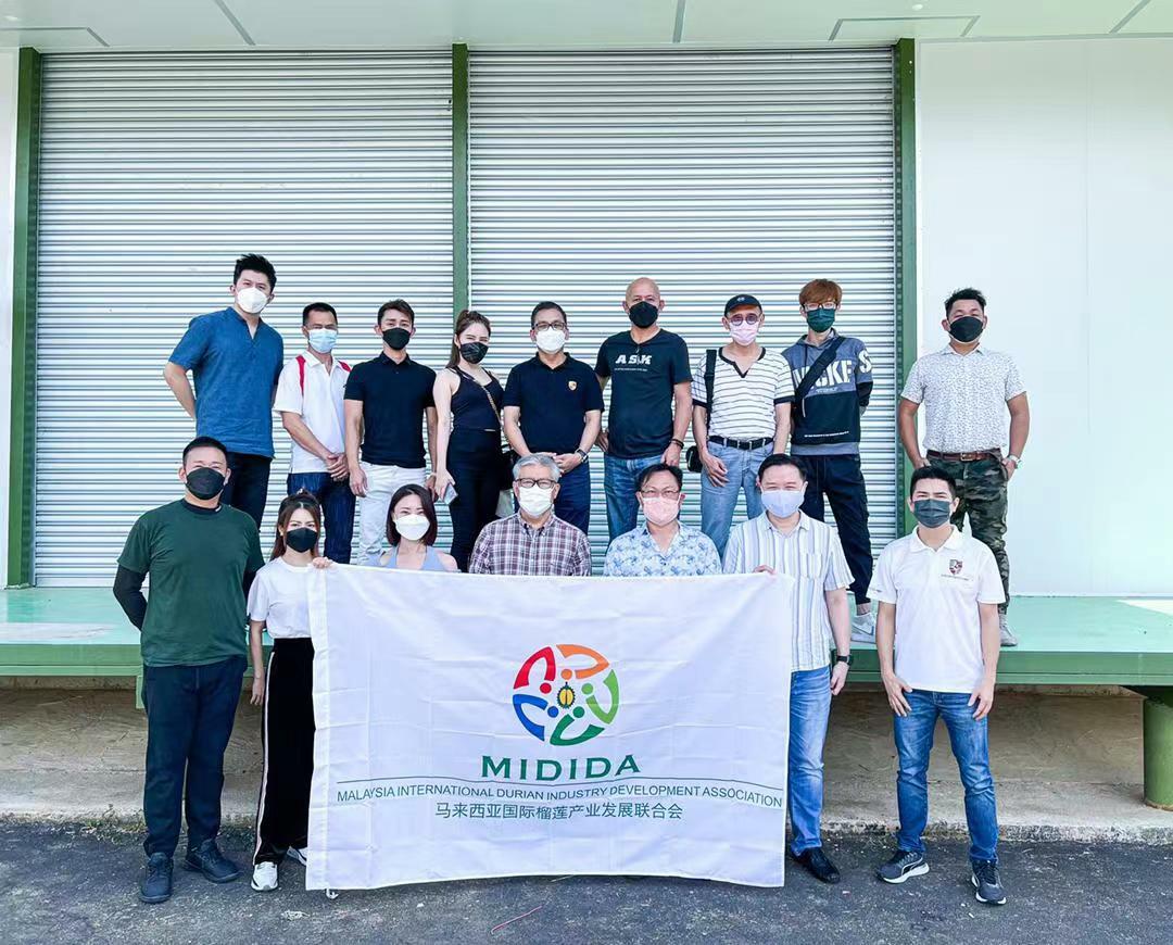 durian 榴莲 midida