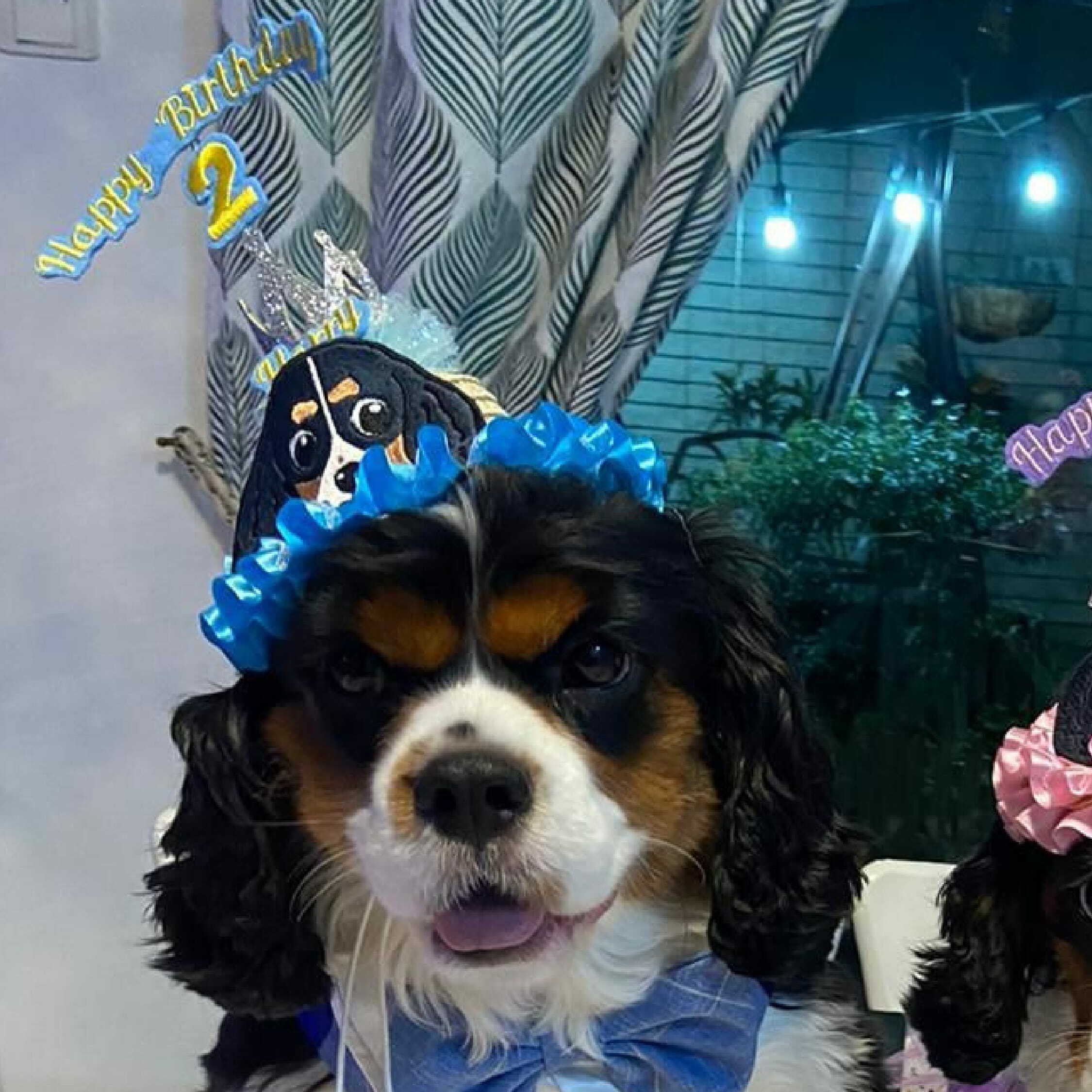 Pet Birthday Hat (Boy Style) - Type  B