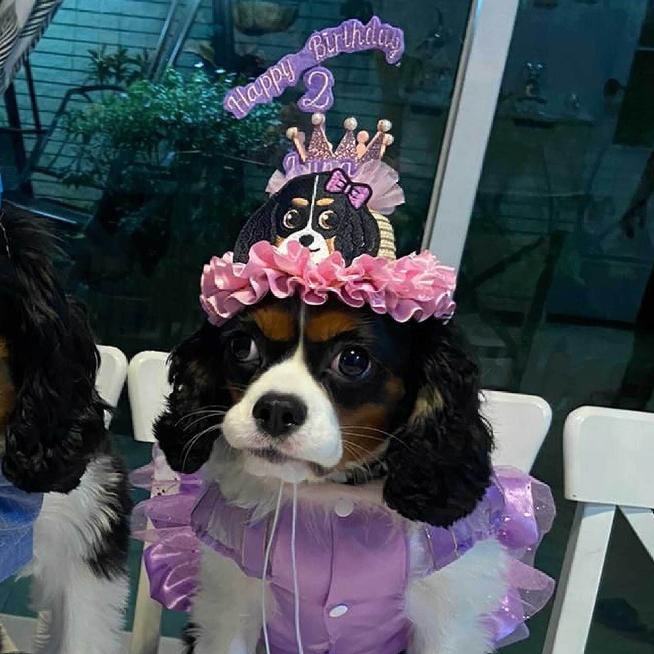 Pet Birthday Hat (Girl Style) - Type B