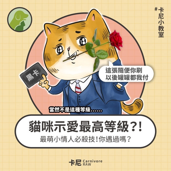 貓咪示愛的方式