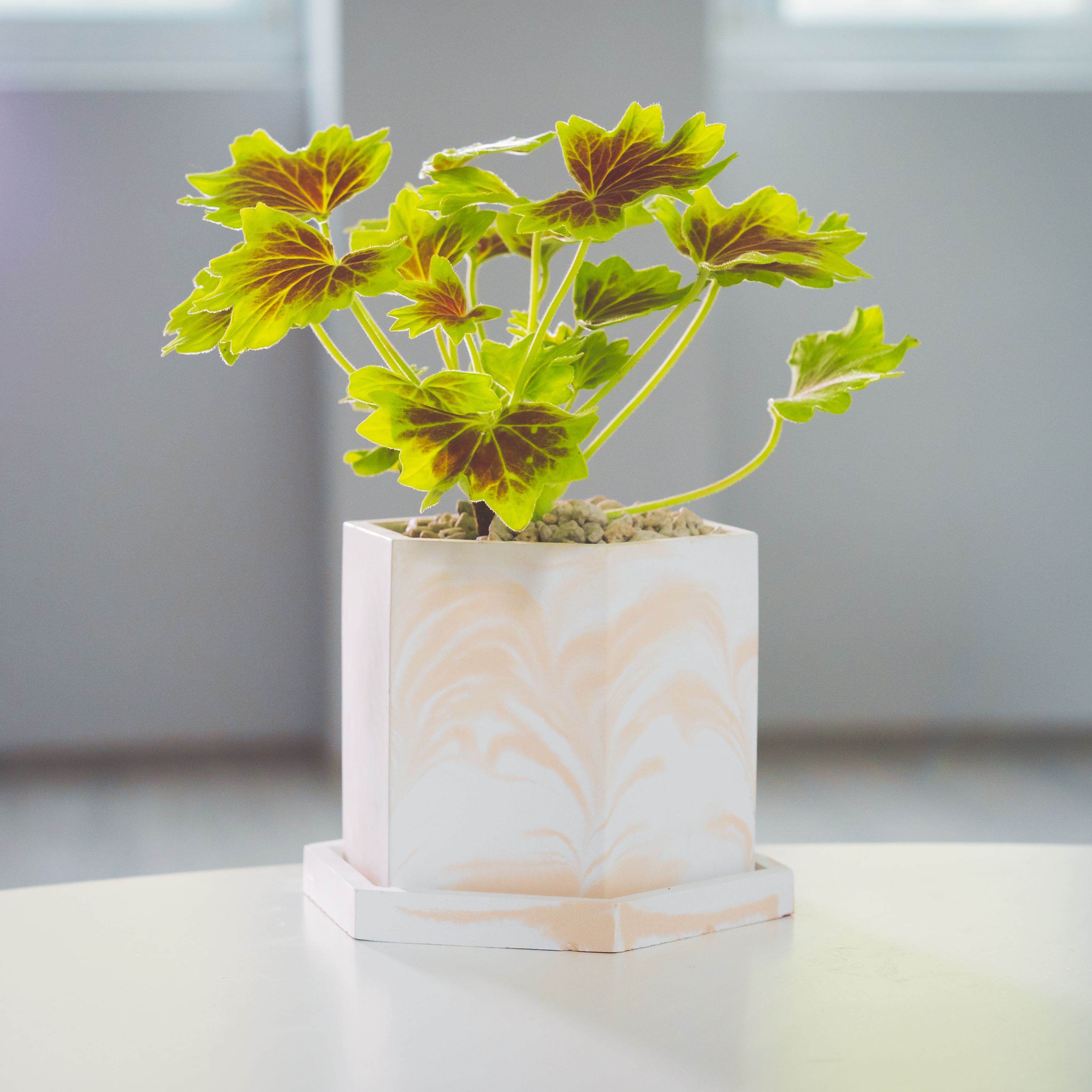 『healing』Pelargonium x hortum cv 'Vancouver Centennial'（Ｓ）