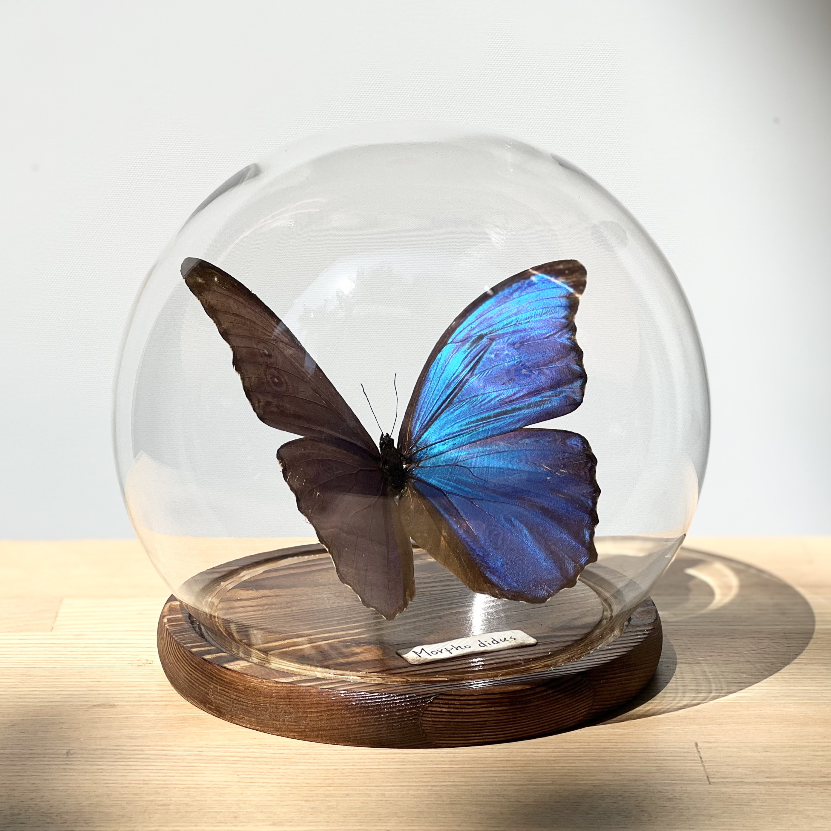 大藍閃蝶蝴蝶標本圓球玻璃罩Morpho didius