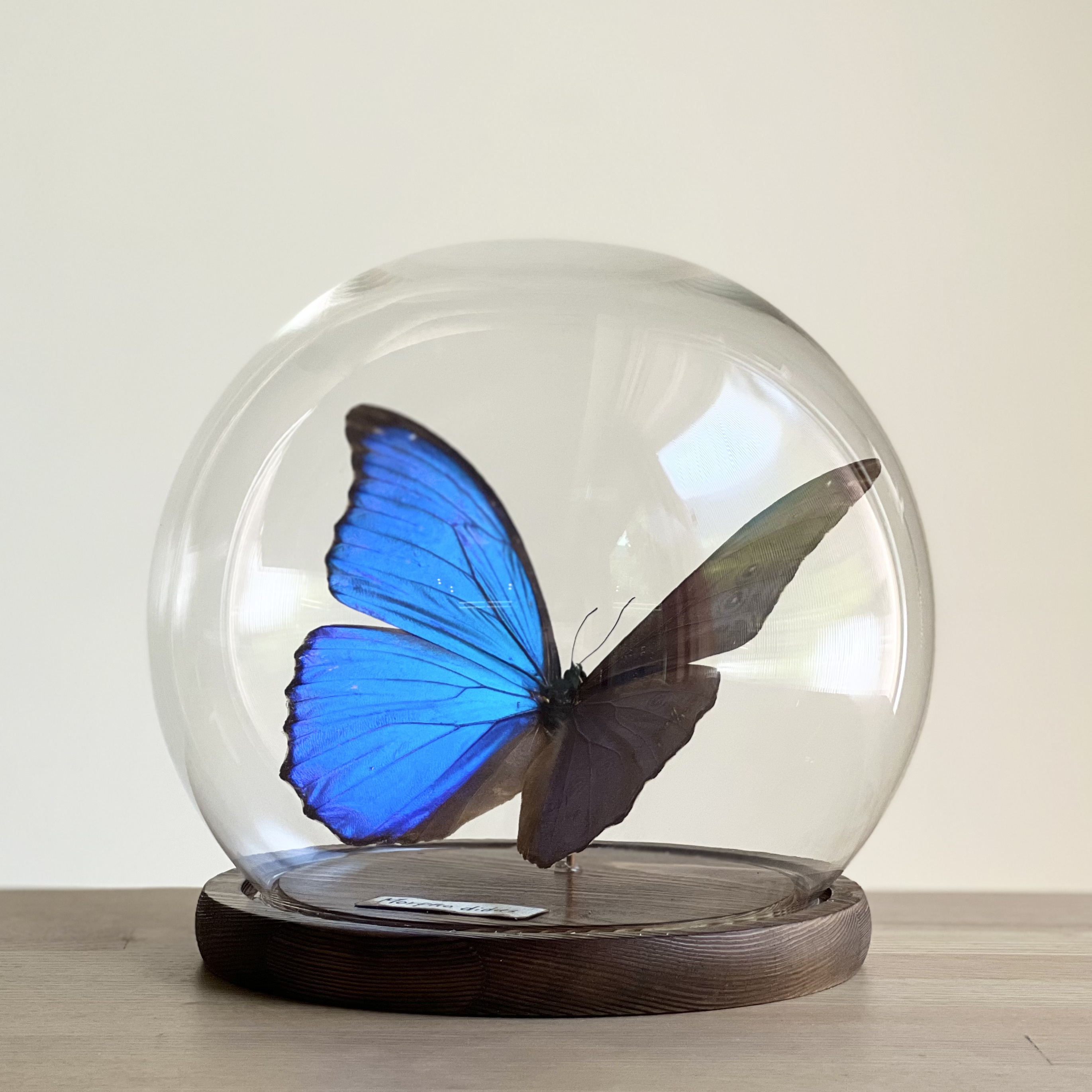 大藍閃蝶蝴蝶標本圓球玻璃罩Morpho didius