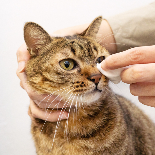 汪喵星球 - 濕式衛生紙 (隨身包)