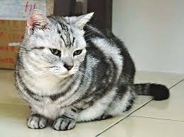 APPLE：TAIWAN hello hello