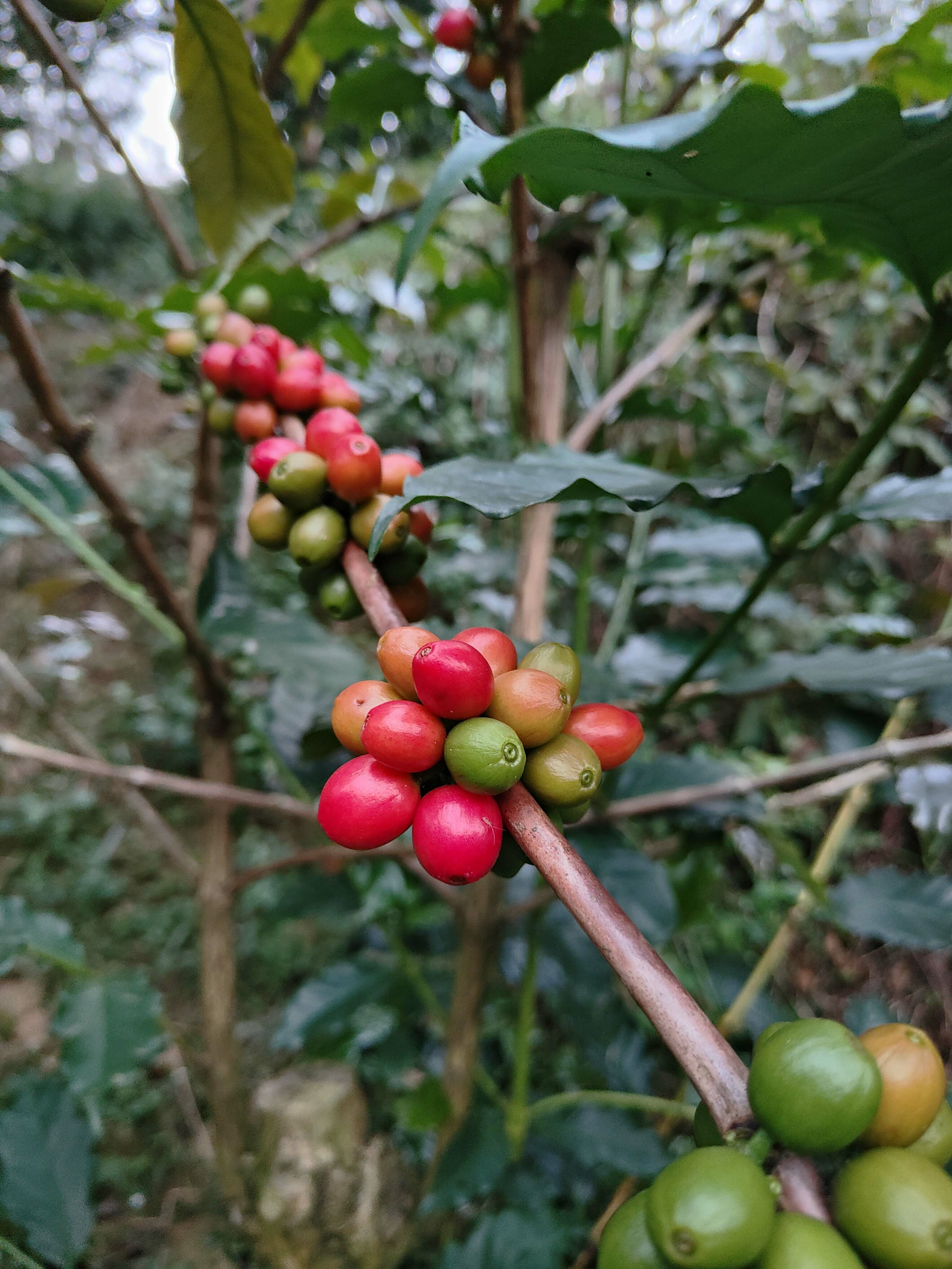 阿里山精品咖啡樹