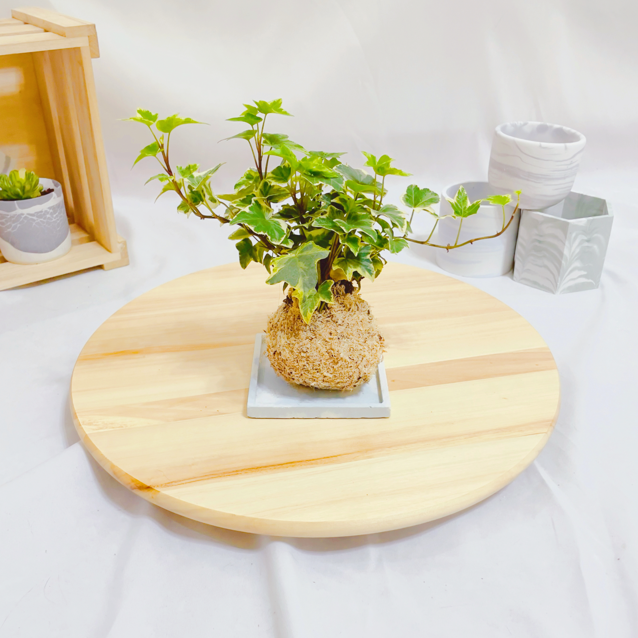斑葉常春藤苔球
