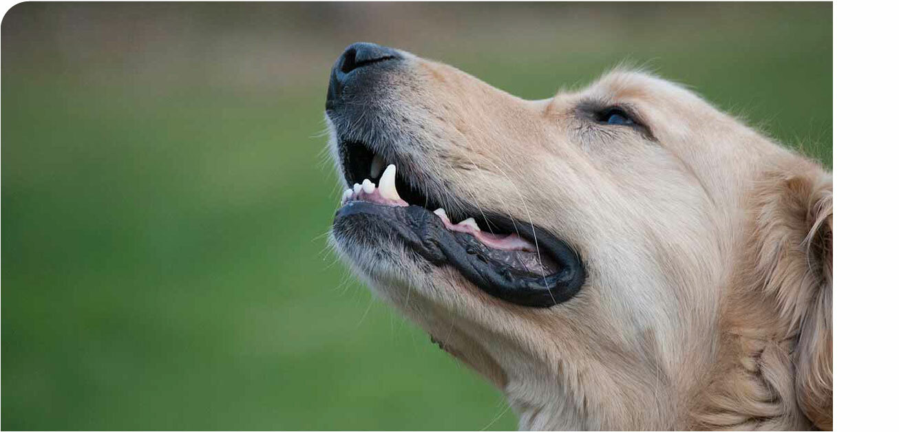 正確幫寵物刷牙