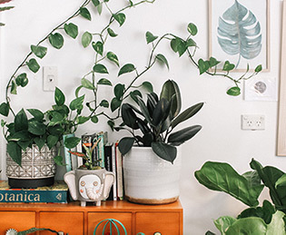 日常-生活-綠色植物-放鬆