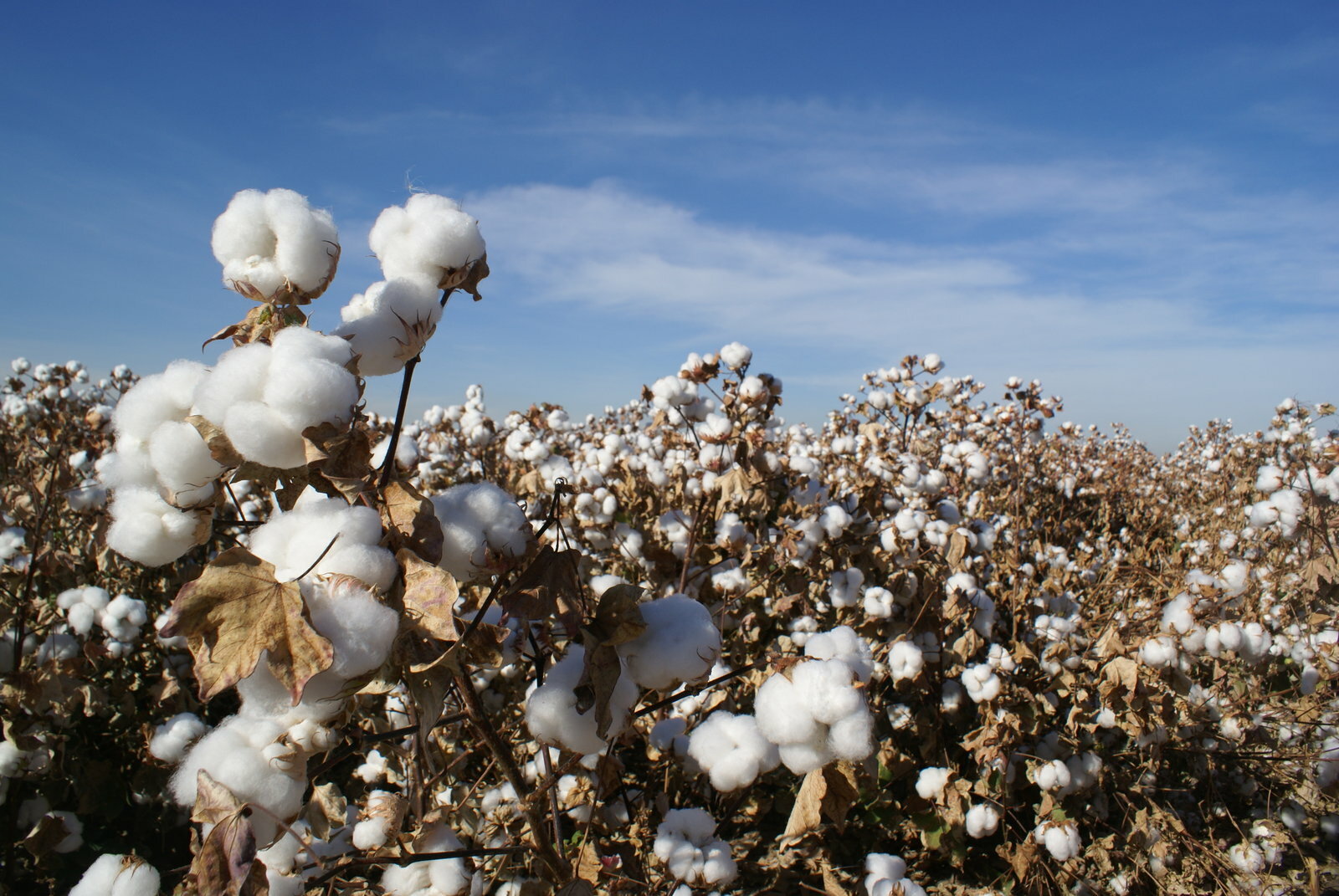 16世紀時西班牙人發現在墨西哥已有發達的棉花種植與加工技