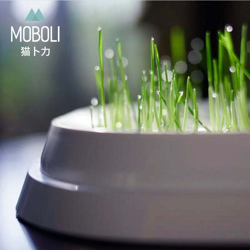 SECRET FOREST秘密森林貓草碗