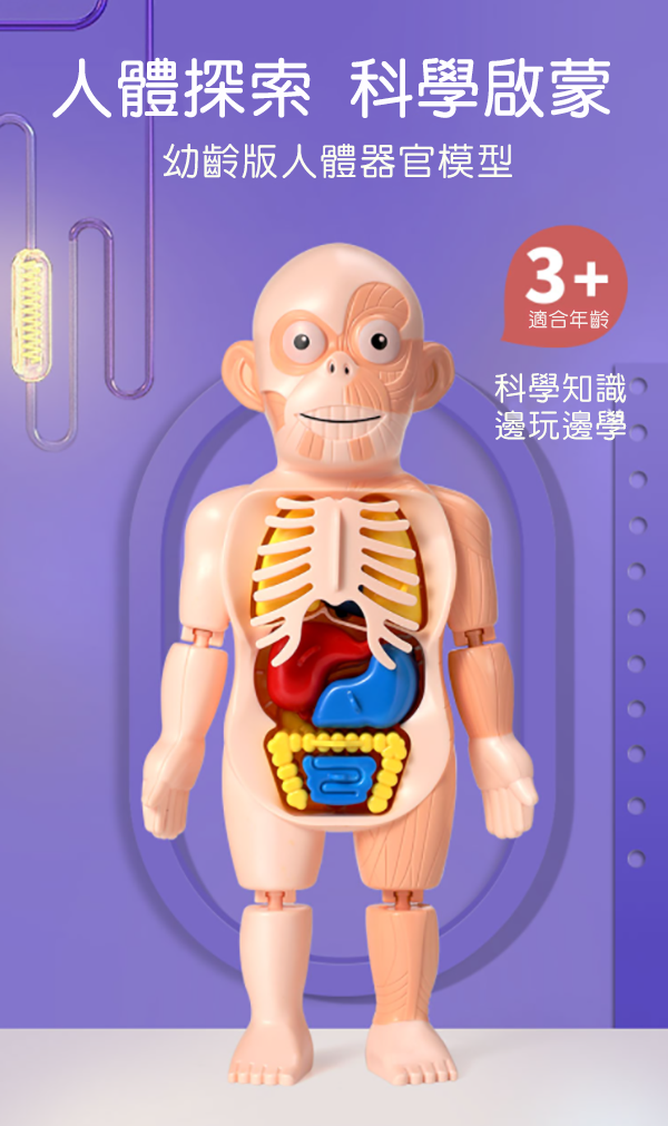 人體器官結構配對玩具 W603