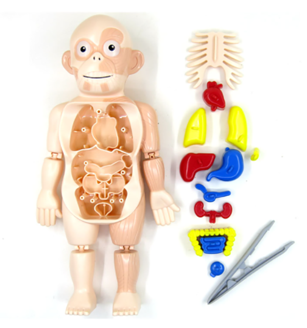 人體器官結構配對玩具 W603