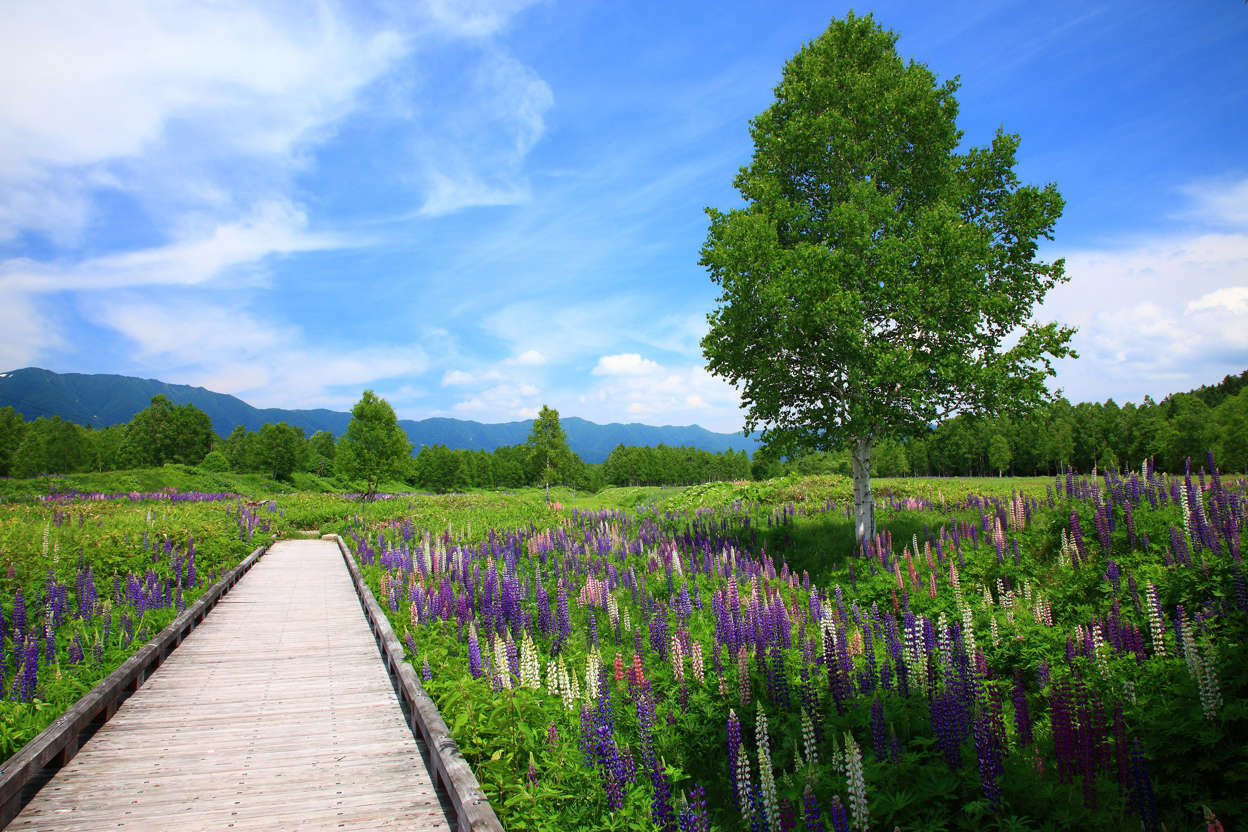 上士幌的魯冰花田｜日本北海道 – PP1087