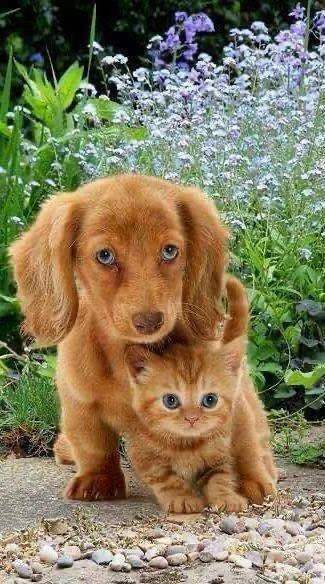 小貓與小狗 - PP1156