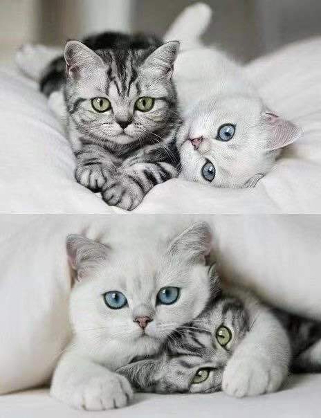 當小貓遇上小貓 - PP1159