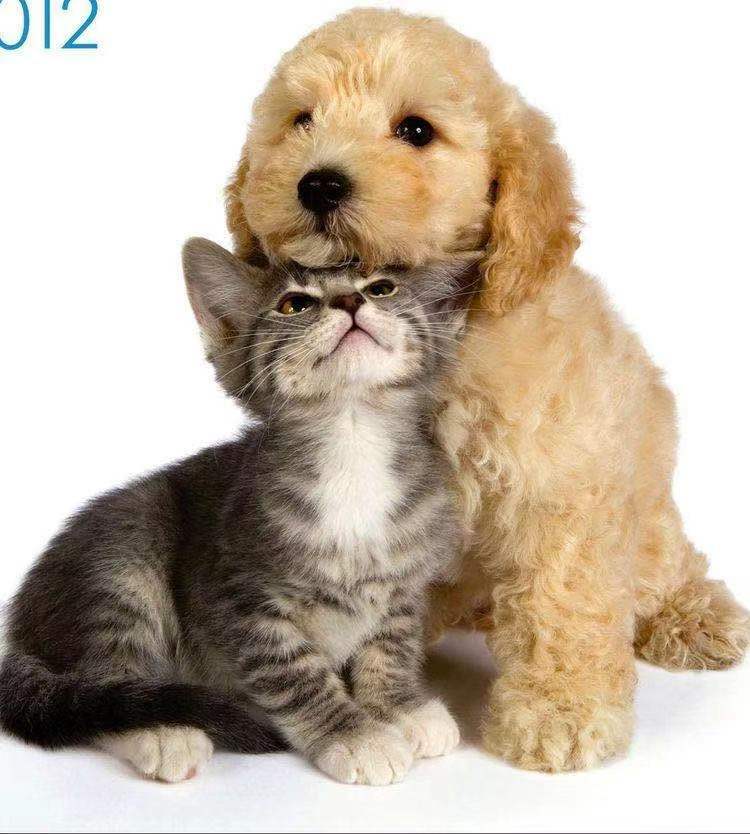 小貓與小狗 - PP1183-S