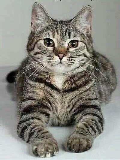 醒目的孟加拉貓 - PP1185-S