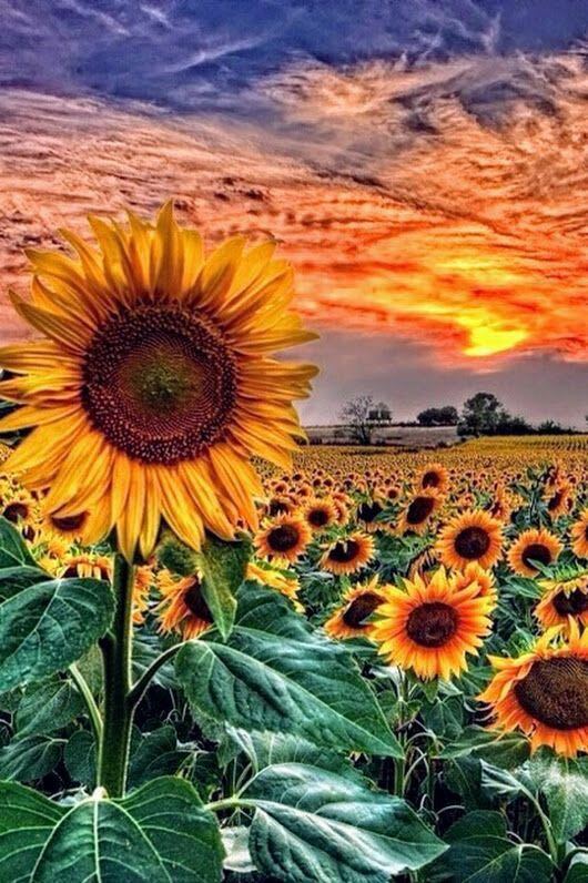 向日葵農田 - PP1187-S