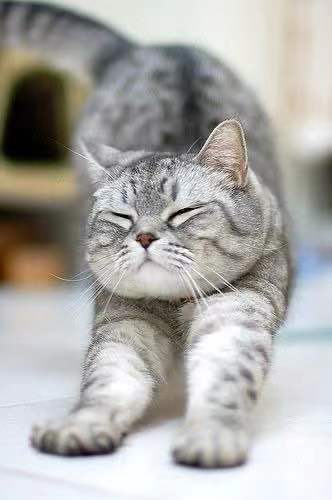 懶惰的小貓 - PP1157-S