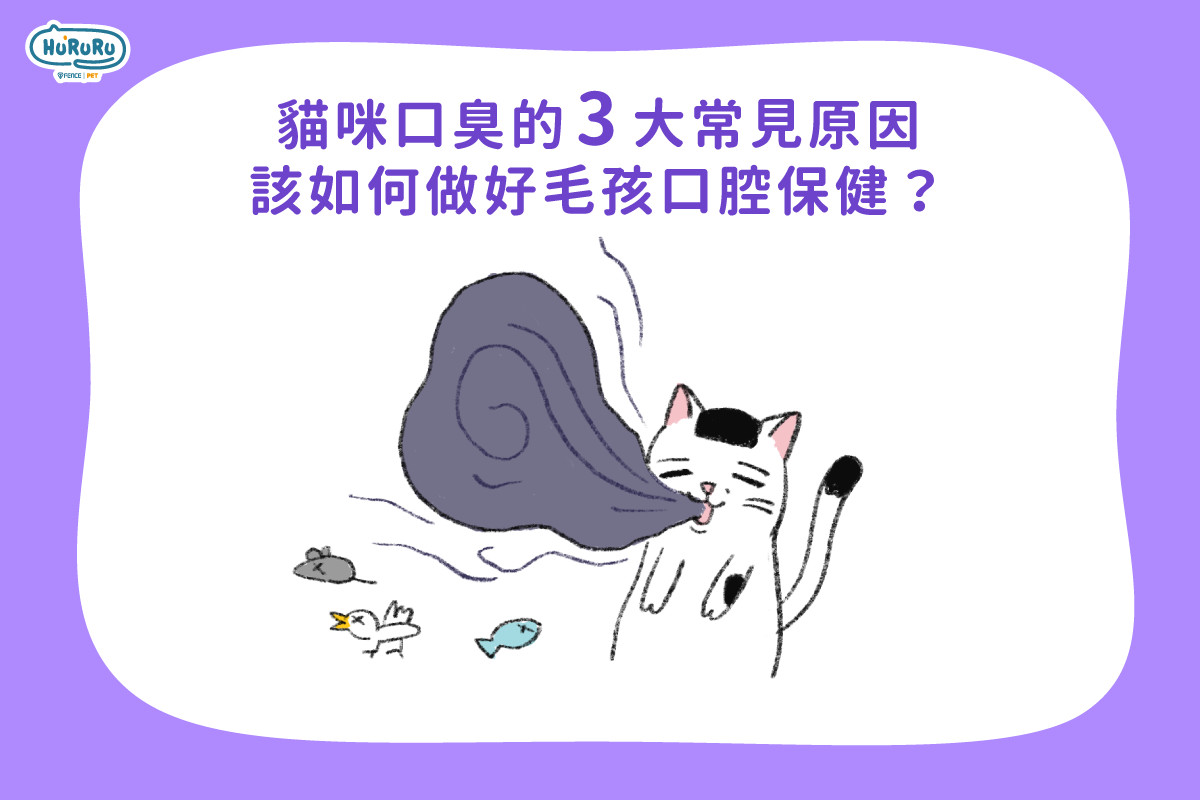 貓咪口臭的3大常見原因，該如何做好毛孩口腔保健？