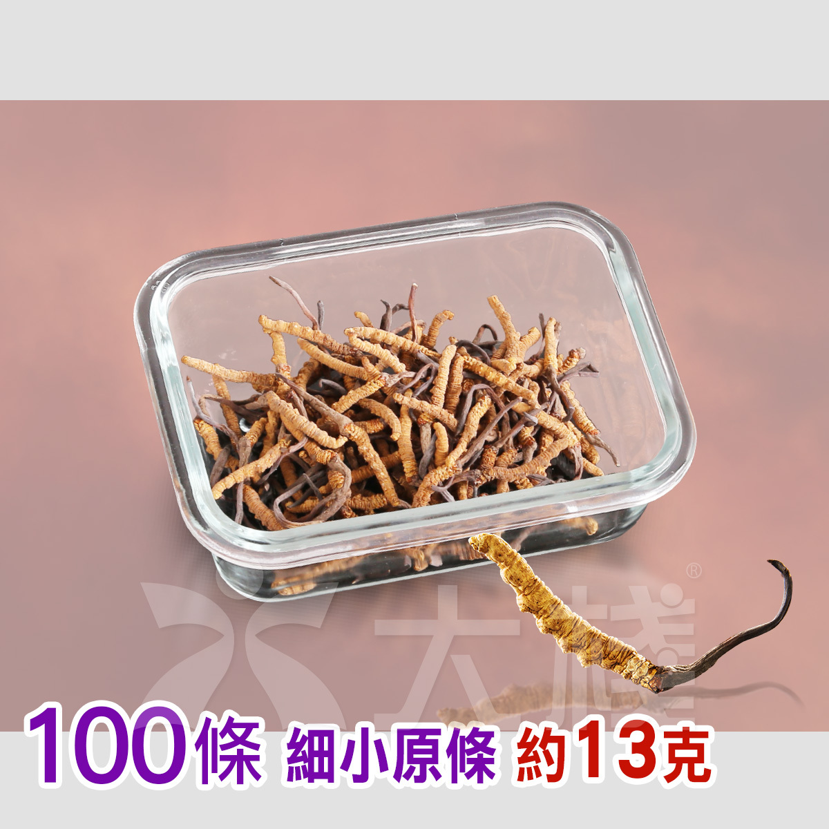 西藏冬蟲夏草 - 100細小原條 (13克) (別稱 冬蟲草，蟲草，藏草) (不設退換)