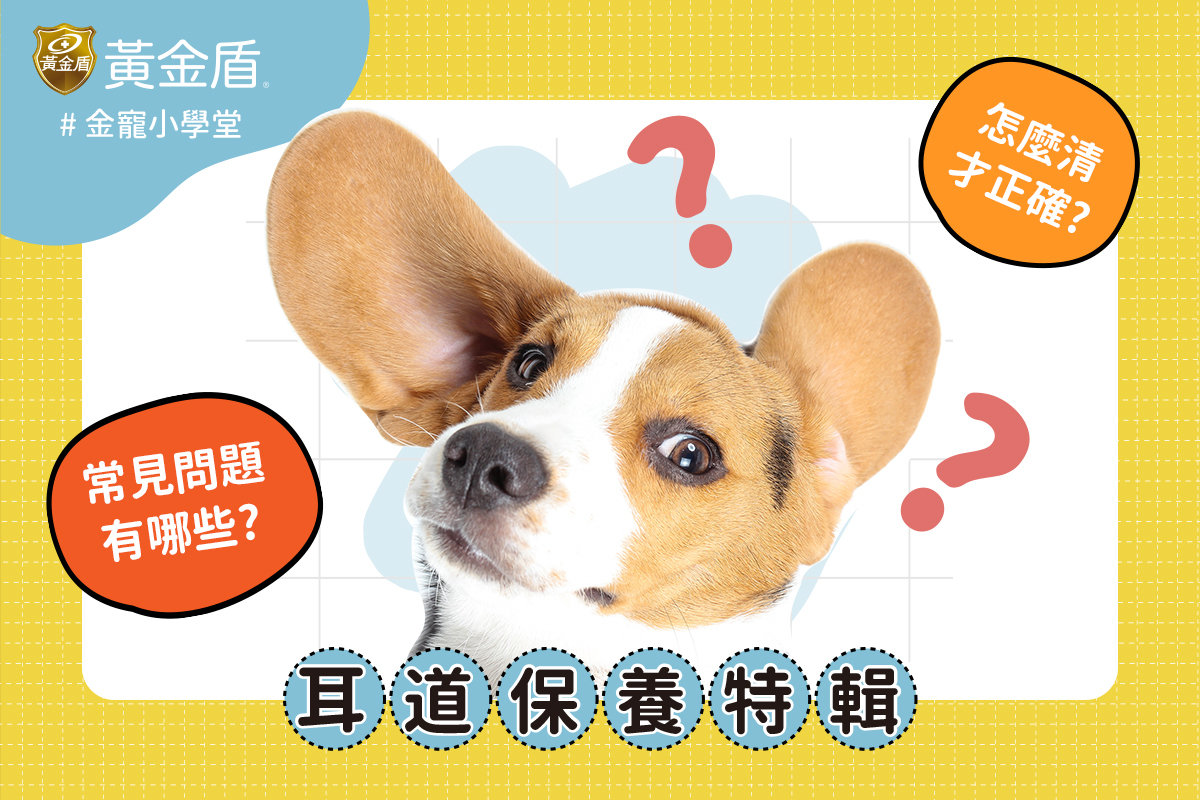 耳朵大大的狗狗感覺非常好奇