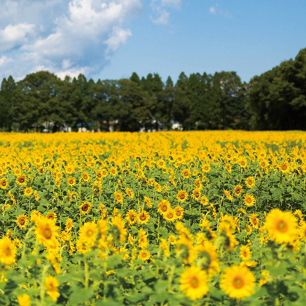 津輕日本色彩 玻璃杯 向日葵｜ADERIA