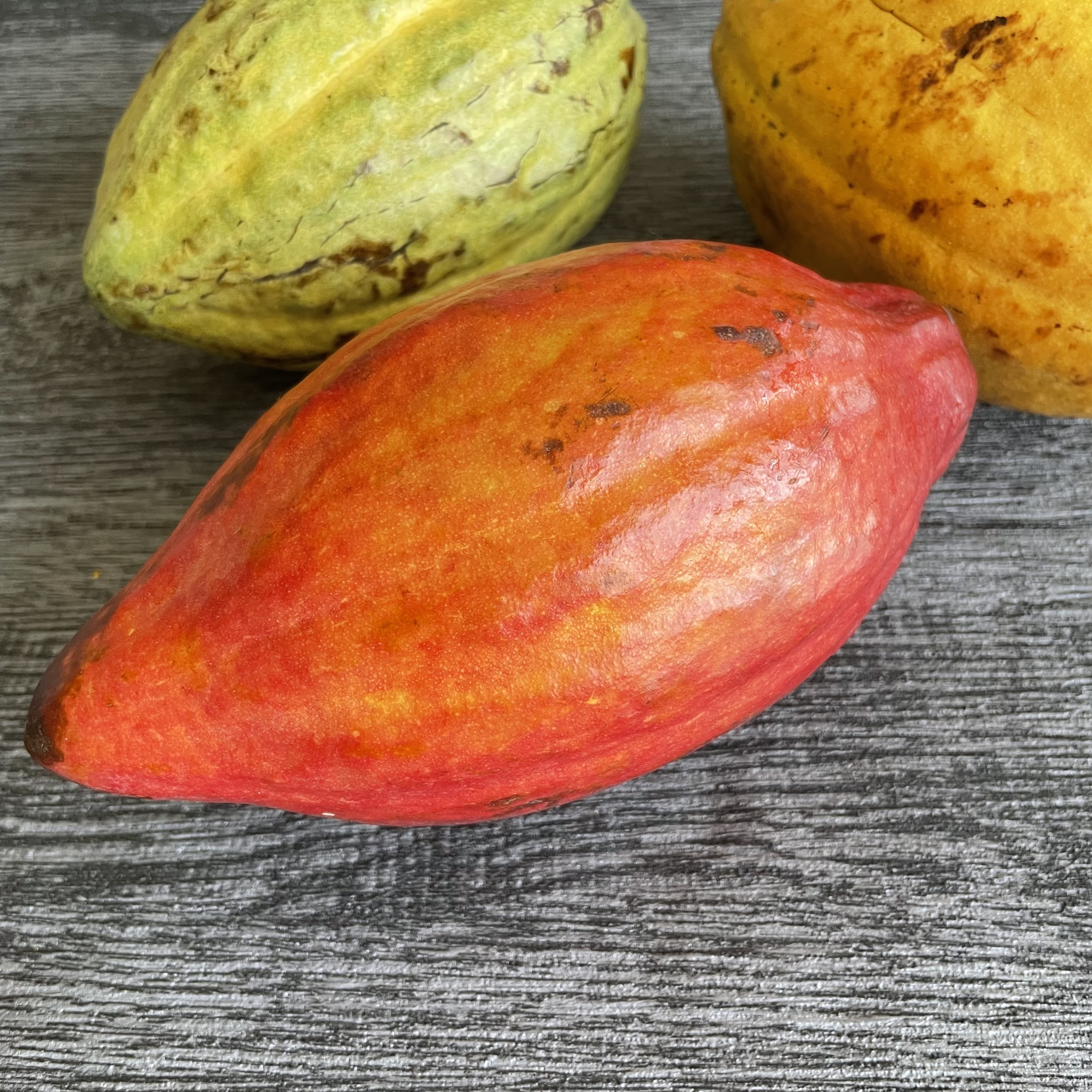 屏東新鮮可可豆（一組三顆不挑色）