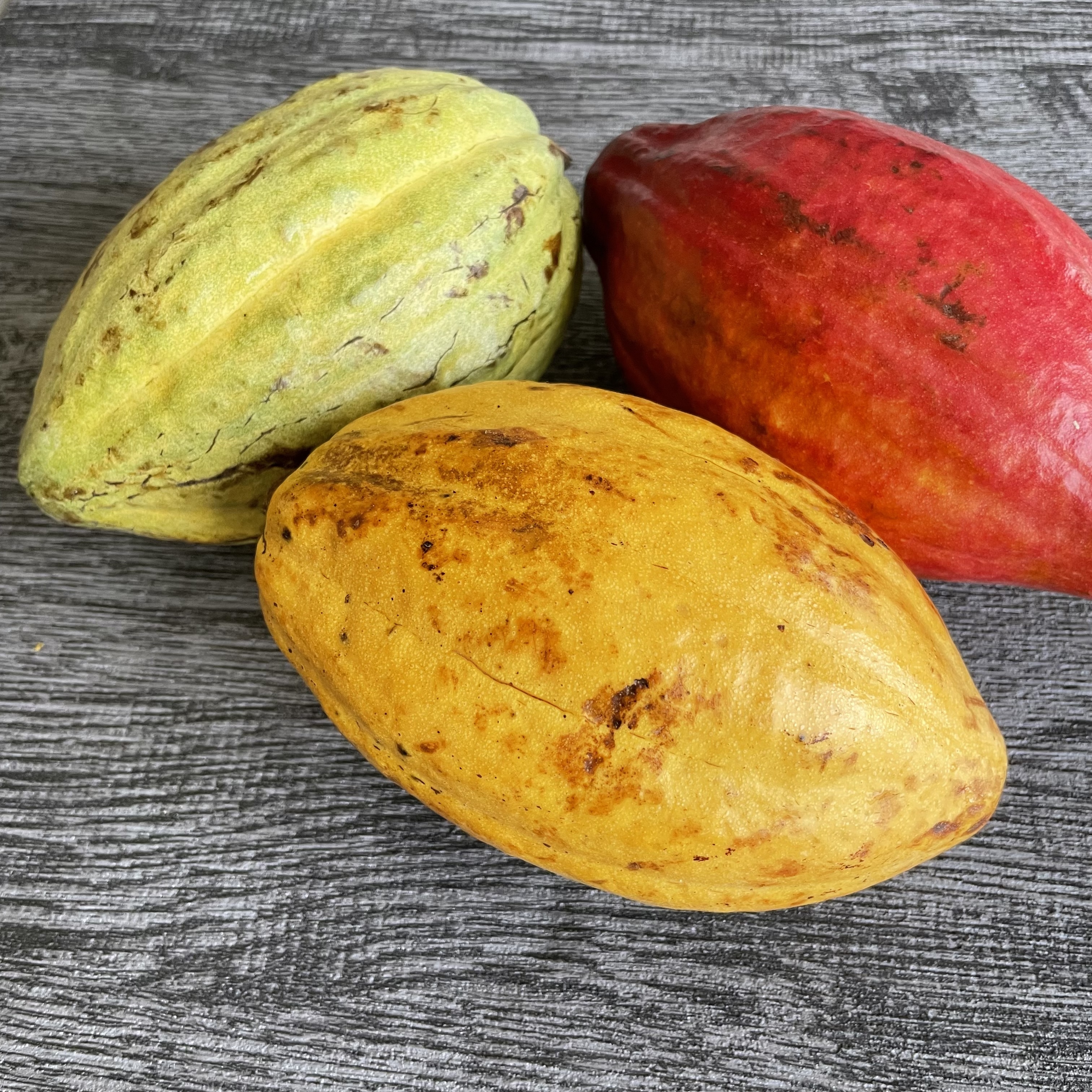 屏東新鮮可可豆（一組三顆不挑色）